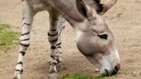osel somálský donkey-218977 960 720
